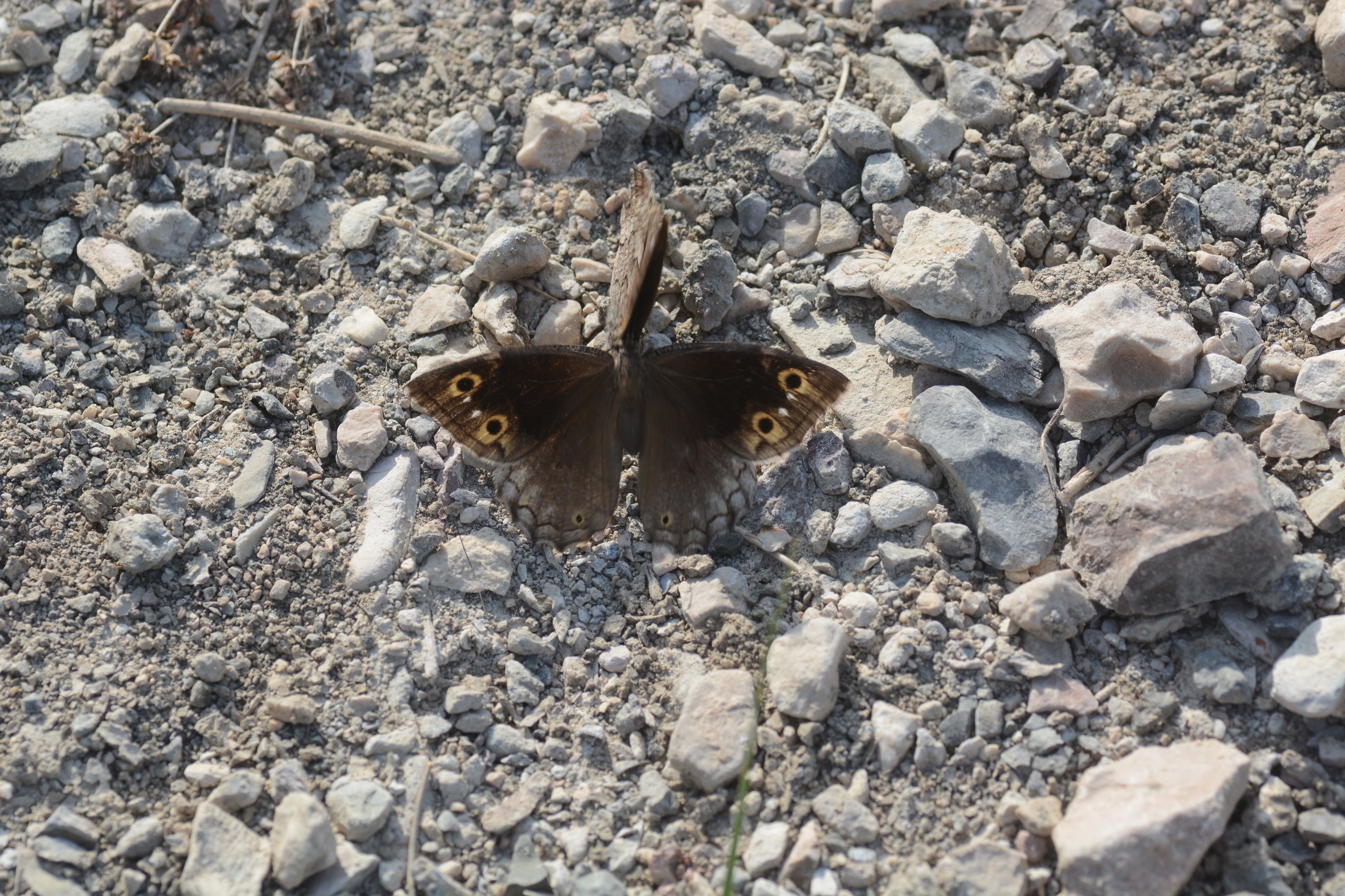 Hipparchia fatua (Anadolu Karameleği) butterfly photo, dorsal view with wings spread
